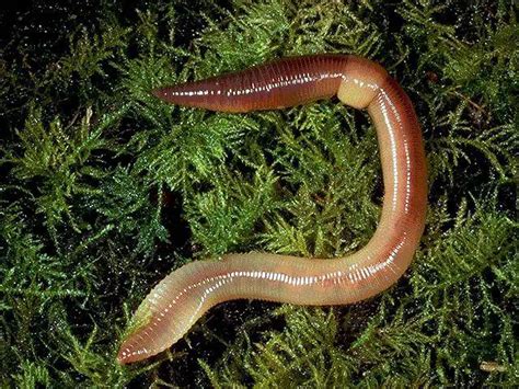 Do earthworms have 4 limbs?